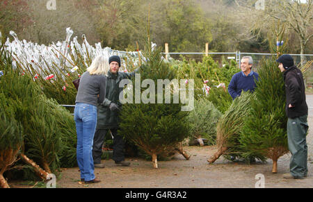 Ein Paar wählt seinen Weihnachtsbaum aus Hunderten, die von der Forstbehörde im Queen Elizabeth Country Park in der Nähe von Petersfield, Hampshire, ausgewählt wurden. Stockfoto