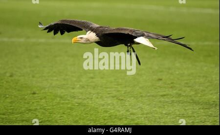 Fußball - Npower Football League Championship - Crystal Palace gegen Birmingham City - Selhurst Park Stockfoto