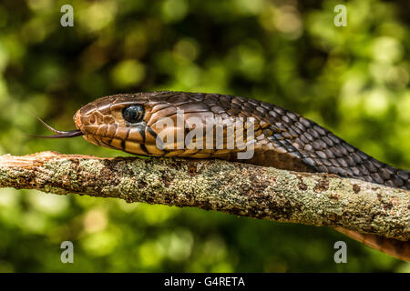 Texas-Indigo-Schlange (Drymarchon Melanurus Erebennus) schlittert in eine Filiale - Camp Lula Sams, Brownsville, Texas USA Stockfoto