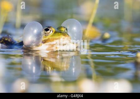 Essbare Frosch (außer Esculentus) in Wasser, vocal Sac, Hessen, Deutschland Stockfoto