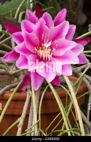 Blüte, Epicactus (Epiphyllum Pegasus), Botanischer Garten, Bochum, Ruhrgebiet, Nordrhein-Westfalen Stockfoto