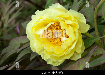 Blühender Baum Pfingstrose (Paeonia X suffruticosa), High Noon, Botanischer Garten, Düsseldorf, Nordrhein-Westfalen Stockfoto