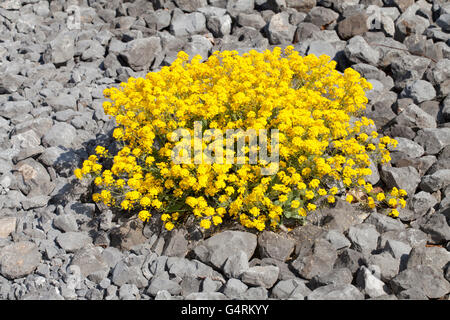 Korb mit Gold, Golden-Büschel Alyssum oder Golden-Büschel Scharfkraut (Aurinia Inselbogens), heimisch in Europa und der Türkei, Botanischer Garten Stockfoto