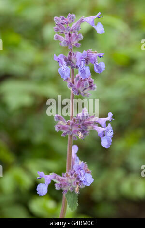 Katzenminze oder Katzenminze (Nepeta Faassenii Six Hills Giant), blühend, Maximilianpark, Maxipark, Hamm, Ruhrgebiet Stockfoto