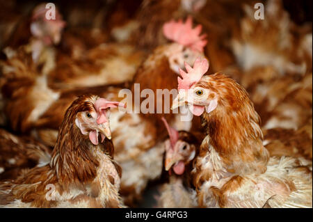 Gerettete Batteriehühner Stockfoto