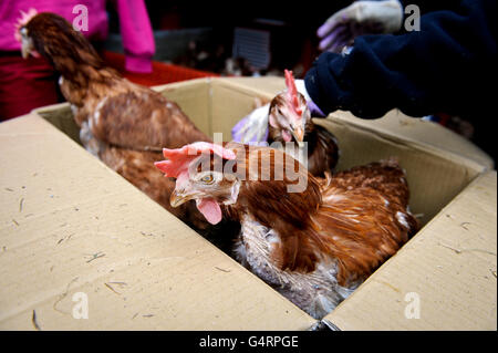 Gerettete Batteriehühner Stockfoto