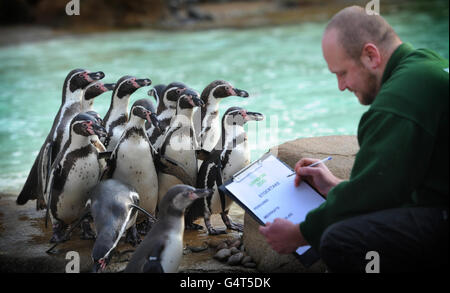 Der Londoner Zoo jährliche Bestandsaufnahme Stockfoto