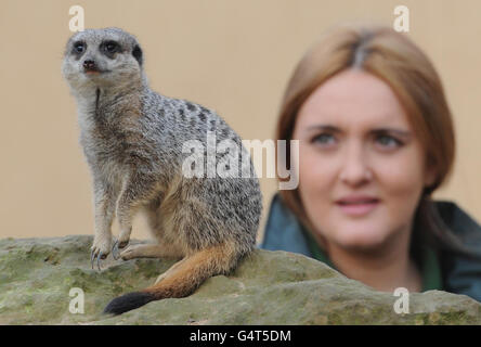 Zoowärter Caroline Westlake zählt Erdmännchen als Tierpfleger im Londoner Zoo haben die schwierige, aber wesentliche Aufgabe, jedes Tier in ihrer Obhut zu zählen, begonnen. Bewaffnet mit Klemmbrettern und Abacus müssen die Tierpfleger während der jährlichen Bestandsaufnahme 752 verschiedene Arten aufstocken. Stockfoto