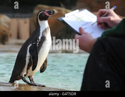 Zoowärter Tim Savage führt die jährliche Bestandsaufnahme des Londoner Zoos im Penguin Pool durch, da die Tierpfleger des Londoner Zoos mit der kniffligen, aber unverzichtbaren Aufgabe begonnen haben, jedes Tier in ihrer Obhut zu zählen. Bewaffnet mit Klemmbrettern und Abacus müssen die Tierpfleger während der jährlichen Bestandsaufnahme 752 verschiedene Arten aufstocken. Stockfoto