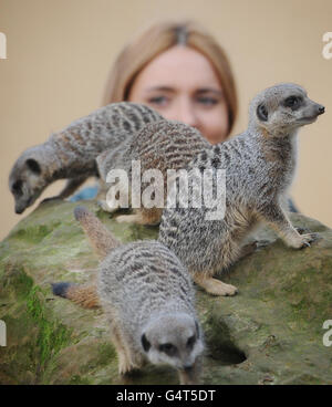 Zoowärter Caroline Westlake zählt Erdmännchen als Tierpfleger im Londoner Zoo haben die schwierige, aber wesentliche Aufgabe, jedes Tier in ihrer Obhut zu zählen, begonnen. Bewaffnet mit Klemmbrettern und Abacus müssen die Tierpfleger während der jährlichen Bestandsaufnahme 752 verschiedene Arten aufstocken. Stockfoto