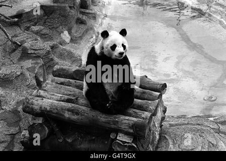 Chi Chi der Panda. Chi Chi The Panda im London Zoo, Regents Park. Stockfoto