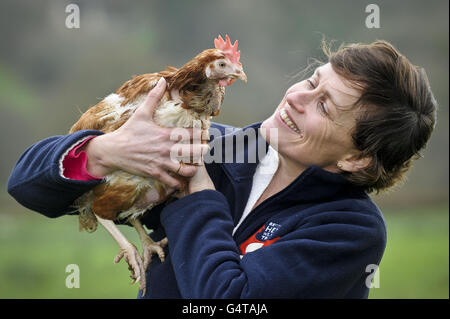 Großbritanniens letzten Batteriehenne Stockfoto