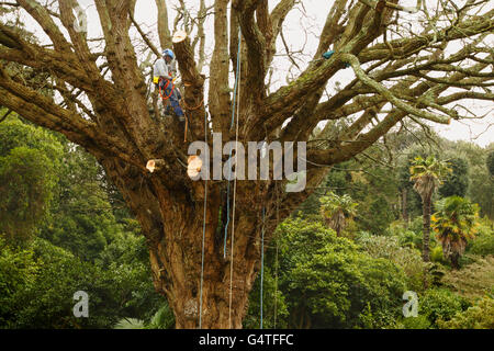 Kaukasische Wingnut Baum Stockfoto