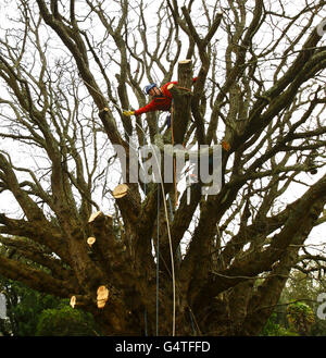 Kaukasische Wingnut Baum Stockfoto