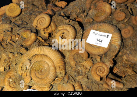 Ein seltenes Ammonit-Fossil aus der Devon-Zeit (450 Millionen Jahre alt), das in Marokko gefunden wurde und Teil eines Bonham's Annual Gentleman's Library-Verkaufs am Mittwoch, dem 18. Januar, ist. Stockfoto