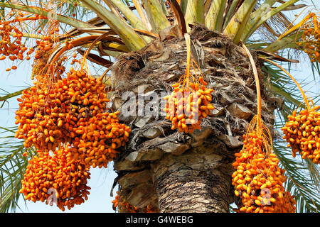 Palm-Termine hängen gegen blauen Himmel Stockfoto