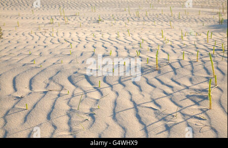 Sand und Wind Muster auf Düne Oberfläche, kleine Euphorbia Pflanzen, langen Abend Schatten Stockfoto