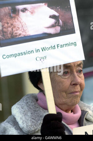 Mitleid in der Welt-Farmkämpfer protestieren gegen den Export lebender Tiere vor dem Hilton Hotel in London, wo die Konferenz der National Farmers Union stattfindet. Landwirtschaftsminister Nick Brown sprach zu der Konferenz. Stockfoto