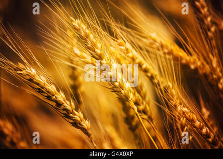 Ernte bereit Triticale Ohren hautnah, Mischung aus Weizen und Roggen wächst in kultivierten Feld Stockfoto