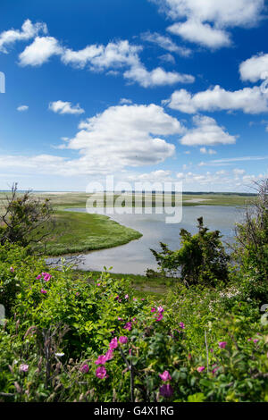 Teich, Cape Cod, Massachusetts an einem sonnigen Tag Salz Stockfoto