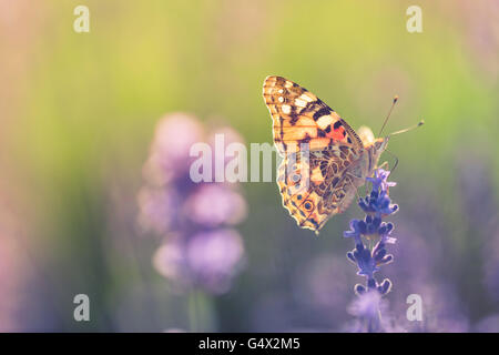 Schöne inspirierende natürlichen Hintergrund. Schmetterling auf Lavendel bei Sonnenuntergang. Stockfoto