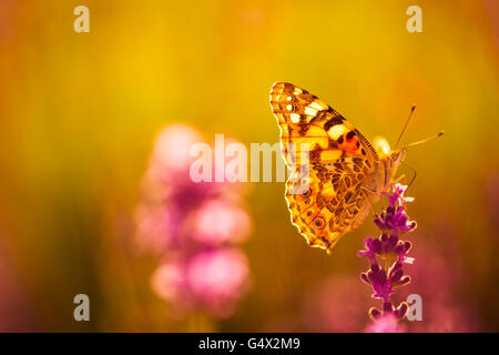 Schöne inspirierende Hintergrund Konzept. Schmetterling und Lavendel-Konzept. Sonnenlicht und tolle Farben! Instagram-Effekt Stockfoto