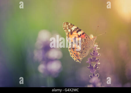 Schöne inspirierende natürlichen Hintergrund. Schmetterling auf Lavendel bei Sonnenuntergang. Stockfoto