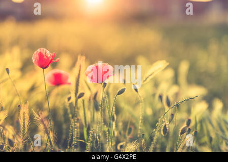Schöne Blumen bei Sonnenaufgang. Sommer Hintergrund Konzept. Stockfoto