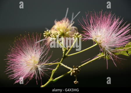 Schönen sonnigen Blumen Stockfoto