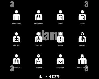 Systeme des menschlichen Körpers, Verdauung, arterielle, venöse Icons auf schwarzem Hintergrund. Stock Vektor