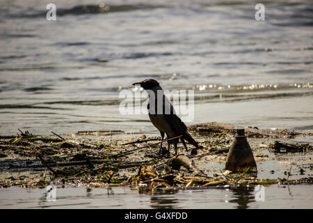 Donau, Serbien - mit Kapuze Krähe (Corvus Cornix) stehend auf schwimmenden Müll Stockfoto