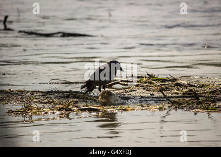 Donau, Serbien - mit Kapuze Krähe (Corvus Cornix) stehend auf schwimmenden Müll Stockfoto