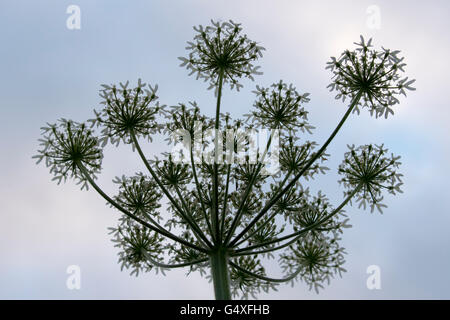 Gemahlener Holunder gegen den Himmel Stockfoto