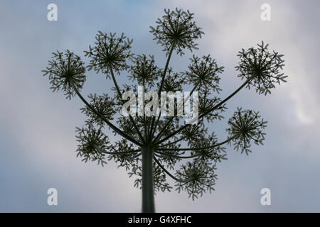 Ground Elder Stockfoto