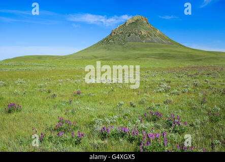 Wildblumen in der Prärie unten Heuhaufen Butte in den Süßgras Hügeln in der Nähe von Whitlash, montana Stockfoto