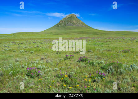 Wildblumen in der Prärie unten Heuhaufen Butte in den Süßgras Hügeln in der Nähe von Whitlash, montana Stockfoto