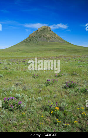 Wildblumen in der Prärie unten Heuhaufen Butte in den Süßgras Hügeln in der Nähe von Whitlash, montana Stockfoto