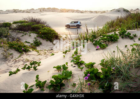 Sanddünen auf South Padre Island, Texas, USA Stockfoto