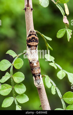 Riesige Schwalbenschwanz-Raupe-Papilio Cresphontes - Camp Lula Sams; Brownsville, Texas, USA Stockfoto