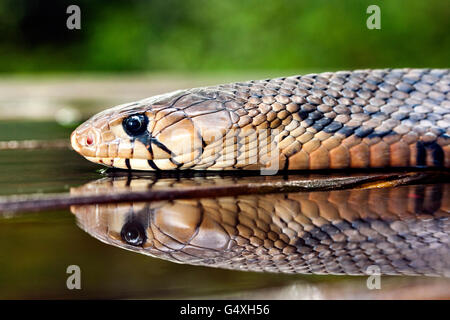 Texas-Indigo-Schlange (Drymarchon Melanurus Erebennus) [kontrollierte Probe] - Camp Lula Sams, Brownsville, Texas, USA Stockfoto