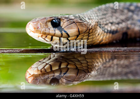 Texas-Indigo-Schlange (Drymarchon Melanurus Erebennus) [kontrollierte Probe] - Camp Lula Sams, Brownsville, Texas, USA Stockfoto