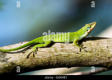 Carolina Anole (Anolis Carolinensis) - Camp Lula Sams, Brownsville, Texas, USA Stockfoto