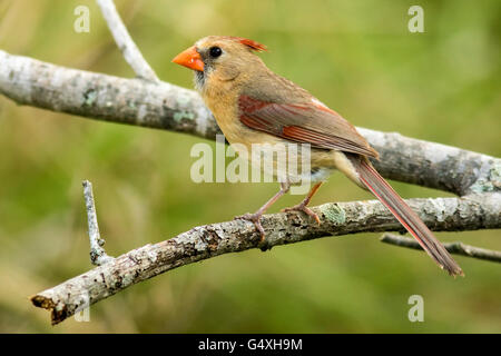 Norden Kardinal (weiblich) - Camp Lula Sams Brownsville, Texas, USA Stockfoto