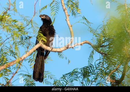 Nut-billed Ani (Crotophaga Sulcirostris) - Camp Lula Sams, Brownsville, Texas, USA Stockfoto