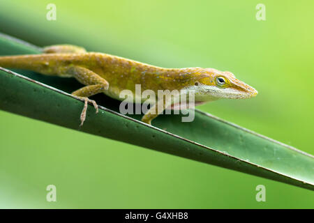 Carolina Anole (Anolis Carolinensis) - Camp Lula Sams, Brownsville, Texas, USA Stockfoto