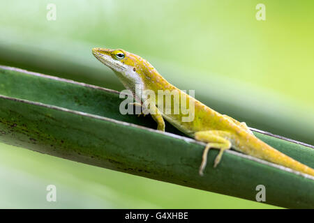 Carolina Anole (Anolis Carolinensis) - Camp Lula Sams, Brownsville, Texas, USA Stockfoto