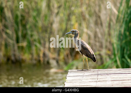 Juvenile Gelb-gekrönter Nachtreiher - Camp Lula Sams Brownsville, Texas USA Stockfoto
