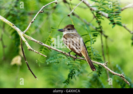 Brown-crested Flycatcher (Myiarchus Tyrannulus) - Camp Lula Sams, Brownsville, Texas, USA Stockfoto