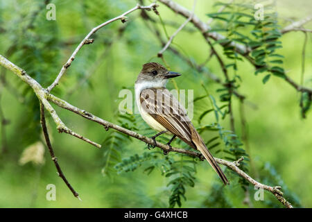 Brown-crested Flycatcher (Myiarchus Tyrannulus) - Camp Lula Sams, Brownsville, Texas, USA Stockfoto