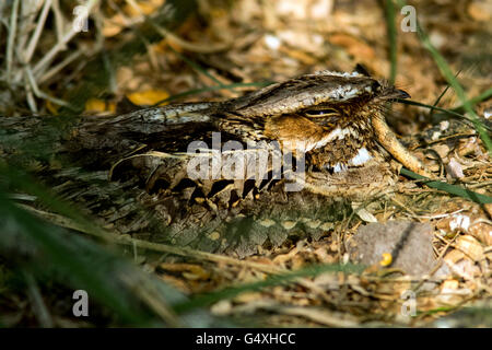 Gemeinsamen rastet (Nyctidromus Albicollis) - Camp Lula Sams, Brownsville, Texas, USA Stockfoto